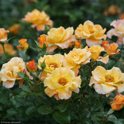 Rose, Sunorita #3